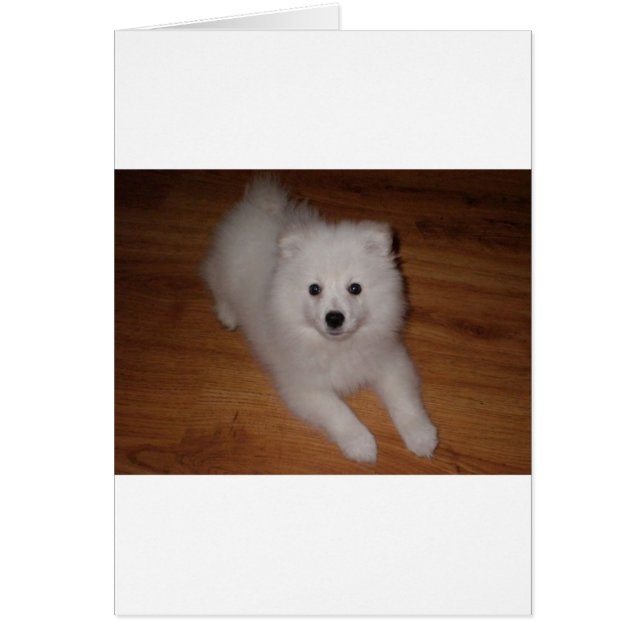 American_Eskimo_Dog_puppy (Voorkant)