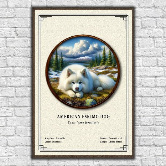 American Eskimo Dog Zoology Series Poster