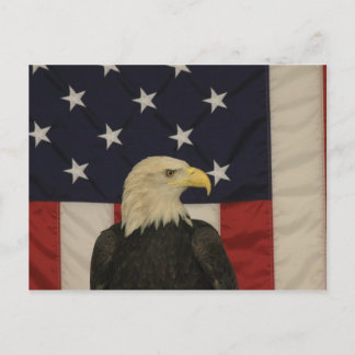 American Flag and Bald Eagle Post Card Briefkaart