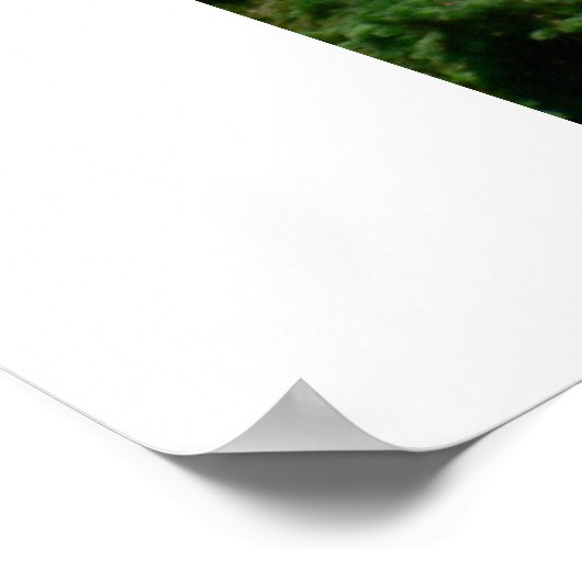 American Flag Display Poster (Hoek)