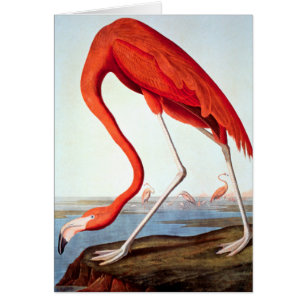 American Flamingo