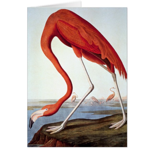 American Flamingo (Voorkant)