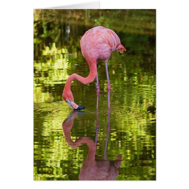 American Flamingo (Voorkant)