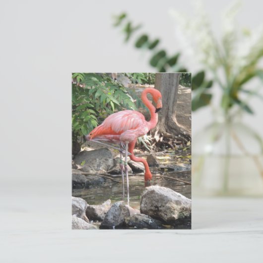 American Flamingo Briefkaart (Staand voorkant)