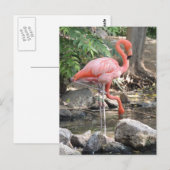 American Flamingo Briefkaart (Voorkant / Achterkant)
