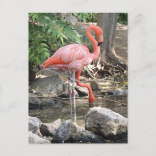 American Flamingo Briefkaart