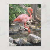American Flamingo Briefkaart (Voorkant)