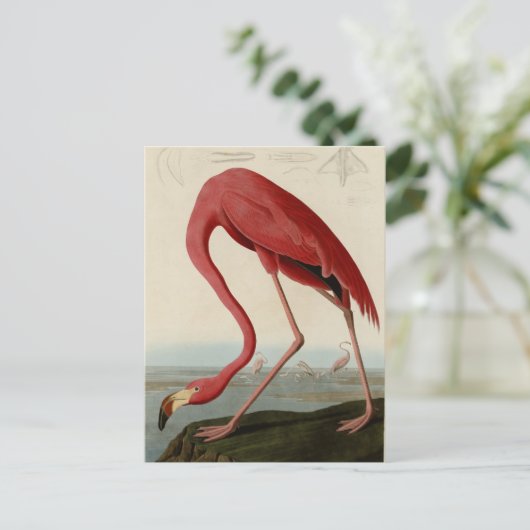 American Flamingo Briefkaart (Staand voorkant)
