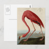 American Flamingo Briefkaart (Voorkant / Achterkant)