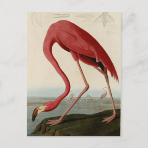 American Flamingo Briefkaart