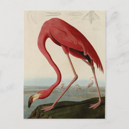 American Flamingo Briefkaart (Voorkant)