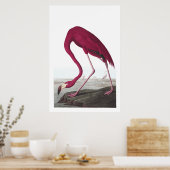 American Flamingo Illustration Poster (Keuken)