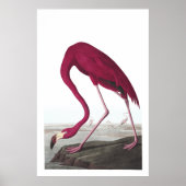 American Flamingo Illustration Poster (Voorkant)