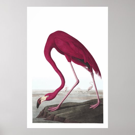 American Flamingo Illustration Poster (Voorkant)