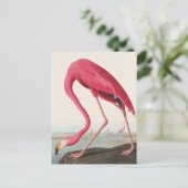 American Flamingo John Audubon Briefkaart (Staand voorkant)
