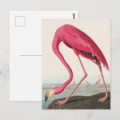 American Flamingo John Audubon Briefkaart (Voorkant / Achterkant)