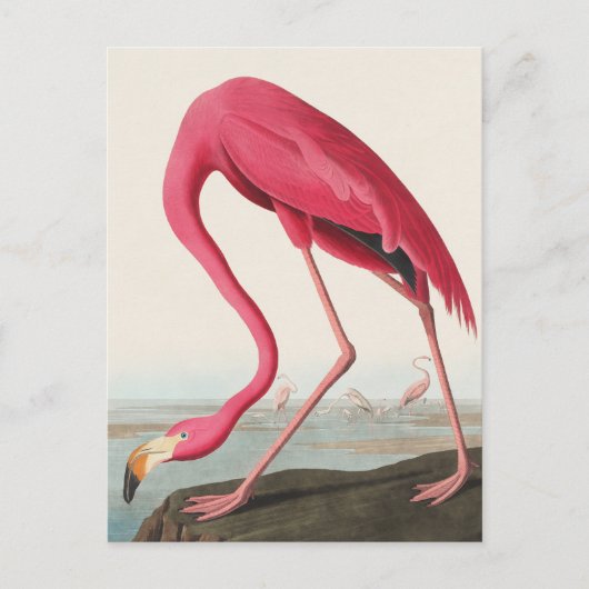 American Flamingo John Audubon Briefkaart (Voorkant)
