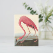 American Flamingo | John James Audubon Briefkaart (Staand voorkant)