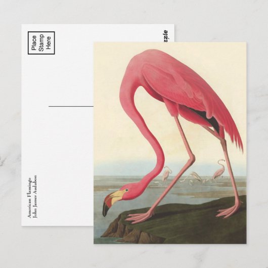 American Flamingo | John James Audubon Briefkaart (Voorkant / Achterkant)