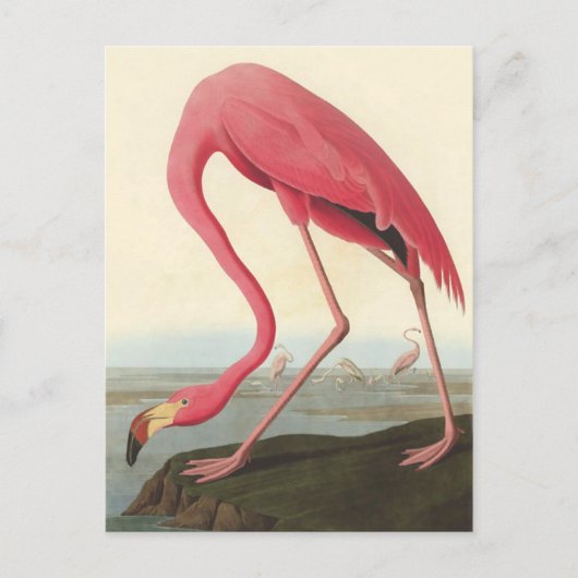 American Flamingo | John James Audubon Briefkaart (Voorkant)