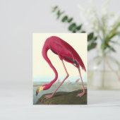 American Flamingo, John James Audubon Fine Briefkaart (Staand voorkant)