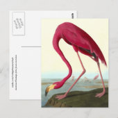 American Flamingo, John James Audubon Fine Briefkaart (Voorkant / Achterkant)