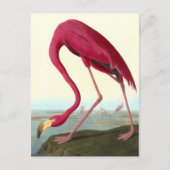 American Flamingo, John James Audubon Fine Briefkaart (Voorkant)