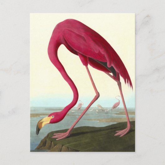 American Flamingo, John James Audubon Fine Briefkaart (Voorkant)