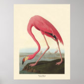 American Flamingo | John James Audubon Poster (Voorkant)
