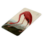 American Flamingo Magneet (Linkerzijde)