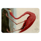 American Flamingo Magneet (Horizontaal)