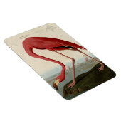 American Flamingo Magneet (Rechterzijde)