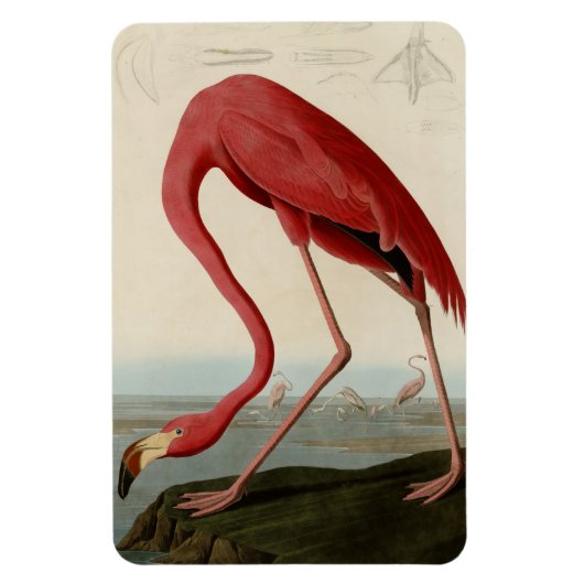 American Flamingo Magneet (Verticaal)