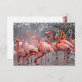 American Flamingo Notitiekaartje (Voorkant / Achterkant)