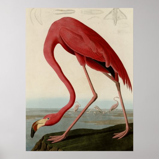 American Flamingo Poster (Voorkant)