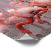 American Flamingo Poster (Hoek)