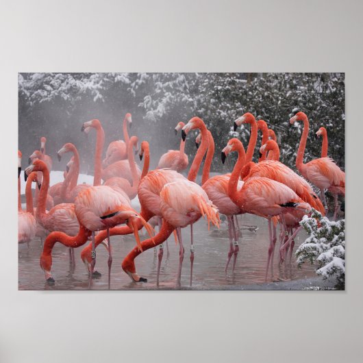 American Flamingo Poster (Voorkant)