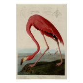 American Flamingo Poster (Voorkant)