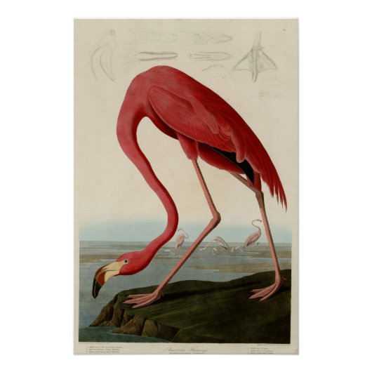 American Flamingo Poster (Voorkant)