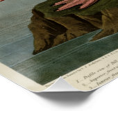 American Flamingo Poster (Hoek)