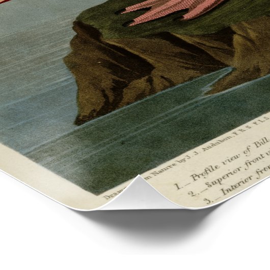 American Flamingo Poster (Hoek)