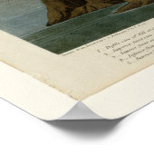 American Flamingo Poster (Hoek)