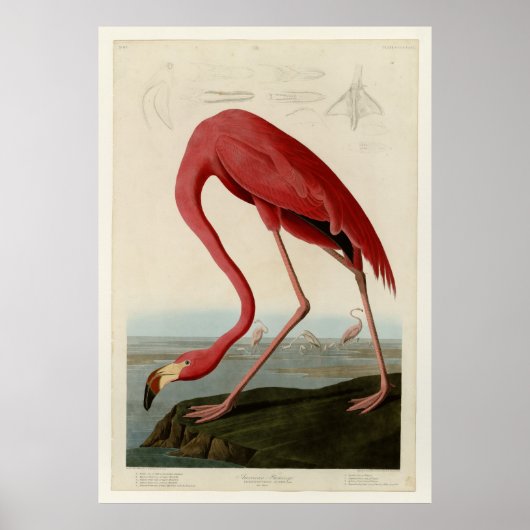 American Flamingo Poster (Voorkant)