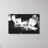 American Flowering Dogwood Blossoms Zwart & Wit Canvas Afdruk (Voorkant)
