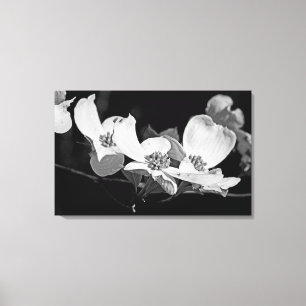 American Flowering Dogwood Blossoms Zwart & Wit Canvas Afdruk