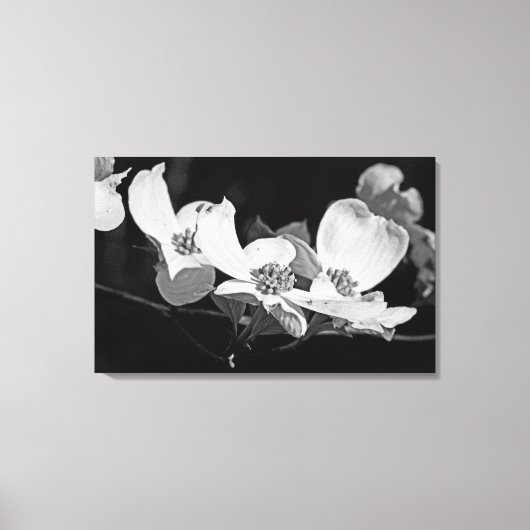 American Flowering Dogwood Blossoms Zwart & Wit Canvas Afdruk (Voorkant)