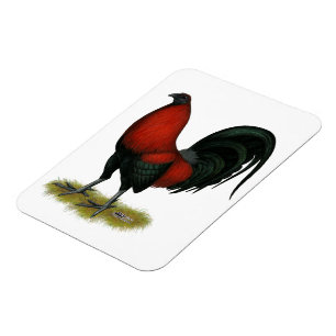 American Game BB Black Red Rooster Magneet
