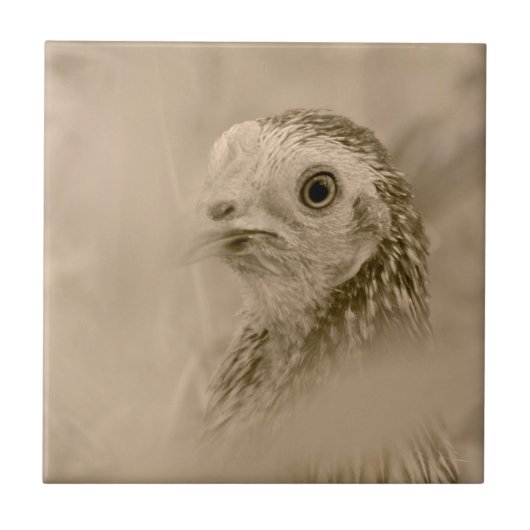American Game Hen Tegeltje (Voorkant)