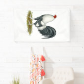 American Game Silver Blue Gamecock Spandoek (Insitu)