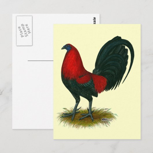 American Gamecock:  Bruin Rood Briefkaart (Voorkant / Achterkant)